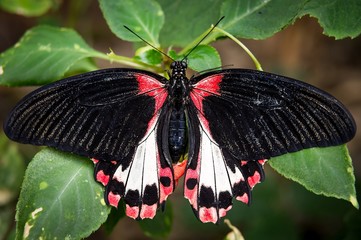 Fototapeta na wymiar Symmetrical close up of a black, white and red Great Mormon butterfly resting on a green leaf