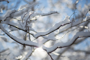 snowy tree branches
