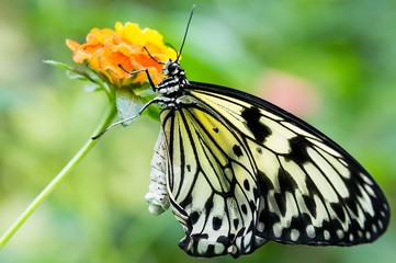 Close up of a black and white Monarch butterfly feeding on an orange flower, against a green bokeh background
