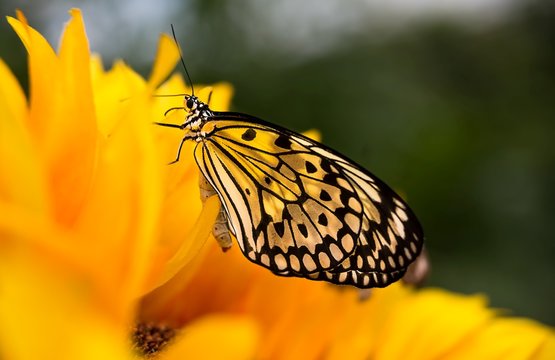 Close up of a Monarch butterfly feeding on a yellow and orange flower against a green bokeh background