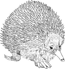 Australian Echidna Line Drawing