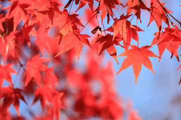 紅葉