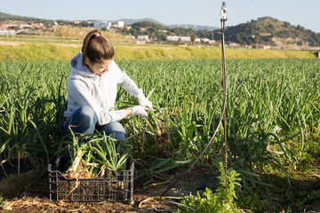 Woman arranging harvested green onions in crates