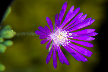 closeup of purple flower