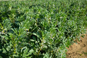 Fototapeta na wymiar Flower sprouts fava beans growing on the plantation