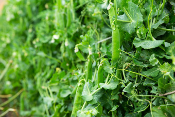 Fototapeta premium Seedlings of pea and soy growing in garden outdoor