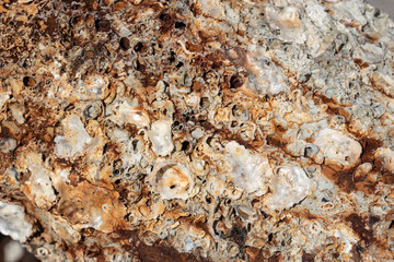 Seashells on old rusty surface of an anchor
