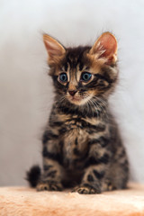 Little cute charcoal bengal kitten sitting on a soft cat's shelf.