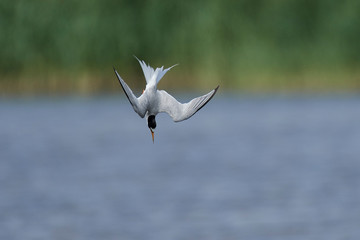 Little tern (Sternula albifrons)