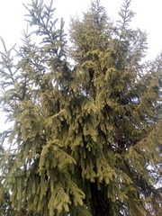 pine tree on background of blue sky