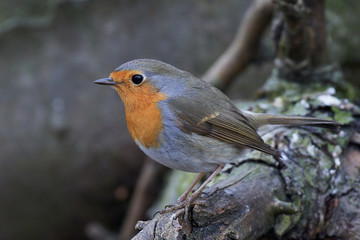 European robin (Erithacus rubecula)
