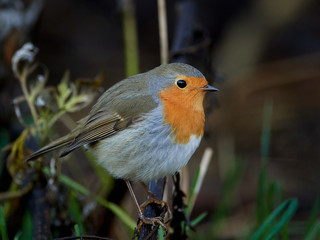 European robin in its natural habitat in Denmark