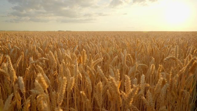 Ripe wheat field in the sunlight; golden ears of wheat swaying with wind