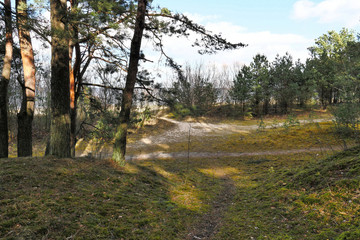 Forest...In the dunes