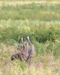 Cranes Calling in Field