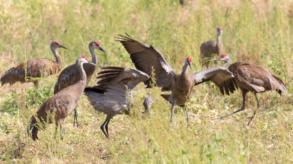 Group of Sandhill Cranes