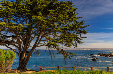 Pacific coast cypress tree and ocean waves crashing on the cliffs of a rugged Northern California coastline in Monterey