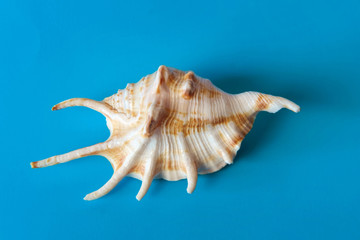 Fototapeta na wymiar Sea shell on a blue background