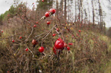 Rose hips in the fall.