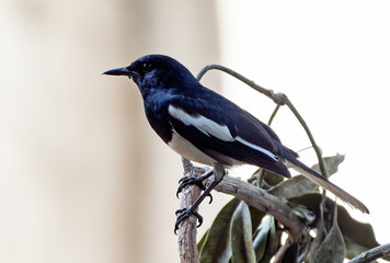 Close up Oriental Magpie Robin Perched on Branch Isolated on Background