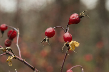 Rose hips in the fall.