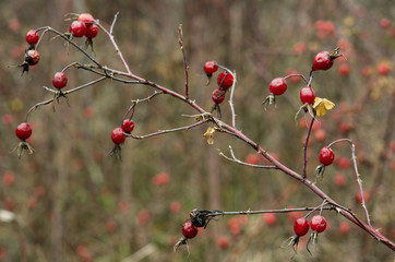 Rose hips in the fall.