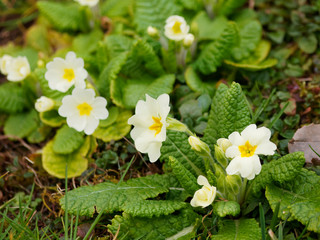 Primula vulgaris - Primevère commune ou primevère acaule à petites fleurs blanches, gorge jaune...