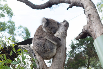 A cute koala relaxing on eucalyptus tree with green leafs