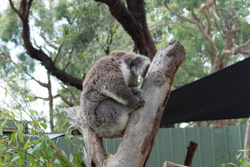 A cute koala relaxing on eucalyptus tree with green leafs