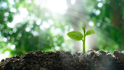 Small trees growing in the sun Concept of saving the world and reducing global warming