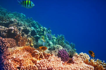 Coral reef