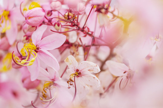 Blossoming cassia