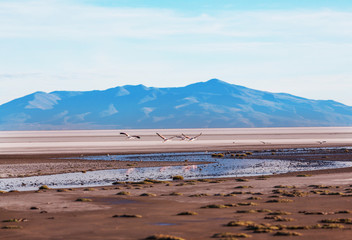 Flamingo in Bolivia