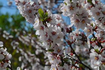 Close up cherry blossom over blue sky