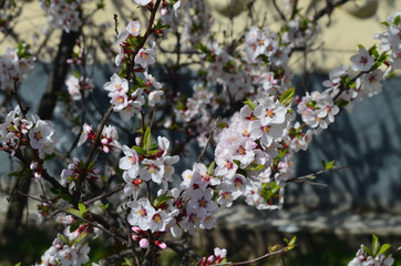 Blooming cherry tree in spring