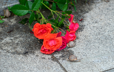 Background with red roses on the sidewalk