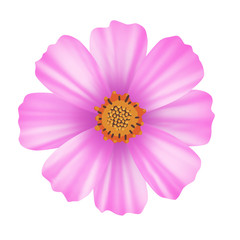 Cosmos flower (Cosmos bipinnatus) on white background, pink flower on white background, vector illustration, EPS10