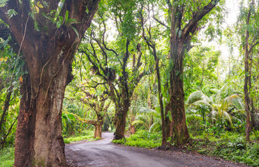 Road in jungle