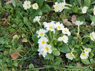 Fototapeta premium Primula vulgaris - Primevère commune ou primevère acaule à petites fleurs blanches