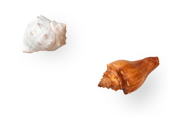Two dried empty shells of marine gastropod Rapana isolated on light background