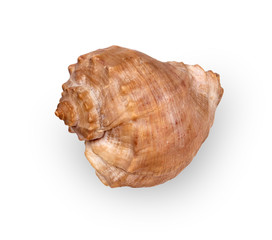 Dried empty shell of marine gastropod Rapana Venosa isolated on light background
