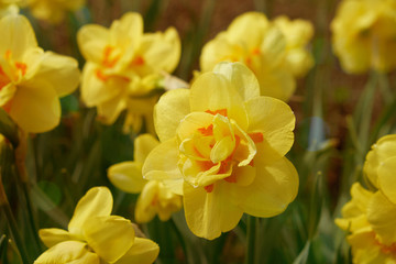 Naklejka premium idyllic flower bed in springtime sunshine