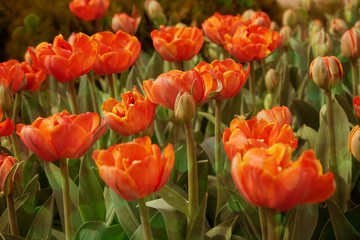 idyllic flower bed in springtime sunshine