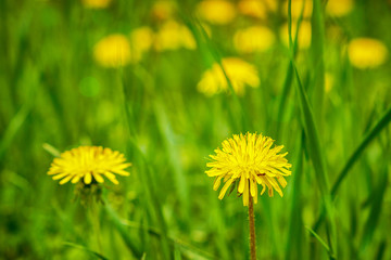 idyllic flower bed in springtime sunshine