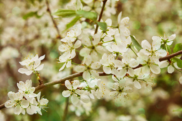 idyllic flower bed in springtime sunshine