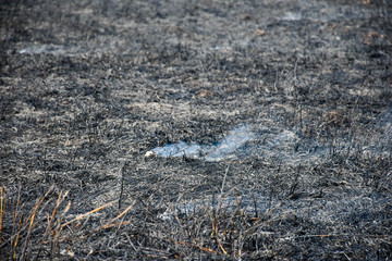 Fire burns stubble on the field. Fire in summer.