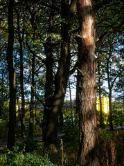 shadows in the Park in summer, Moscow