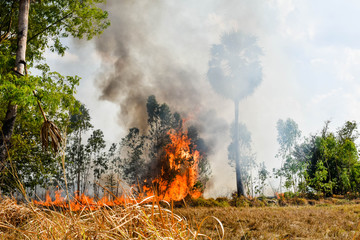 Fire burns stubble on the field. Fire in summer.