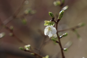 桜の開花
