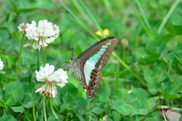 アオスジアゲハ
